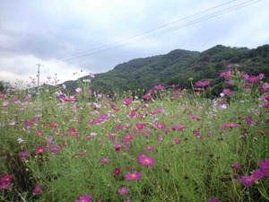 携帯から取込 035