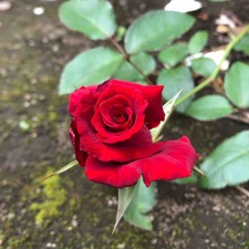 3C5E183B-7694-4FDF-9E5A-15EDAB239476