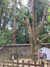 A871AE56-C8FE-4C93-A8AF-CC91B4EAD577