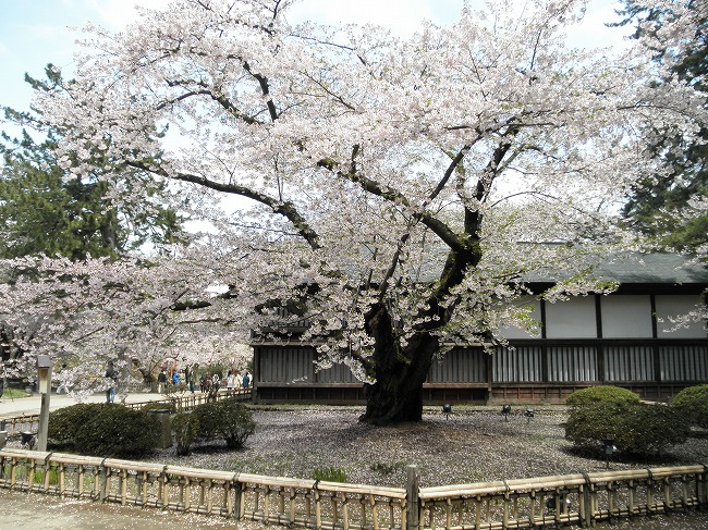 日本最古のソメイヨシノ 日本最大幹周のソメイヨシノ 他 In 青森県弘前公園