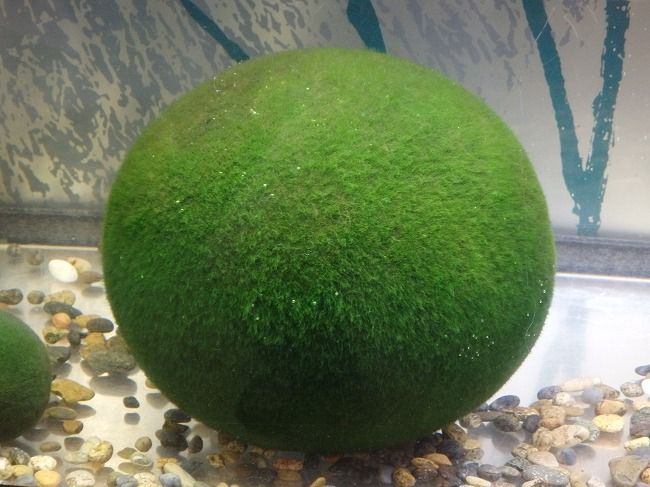 阿寒湖 とマリモ