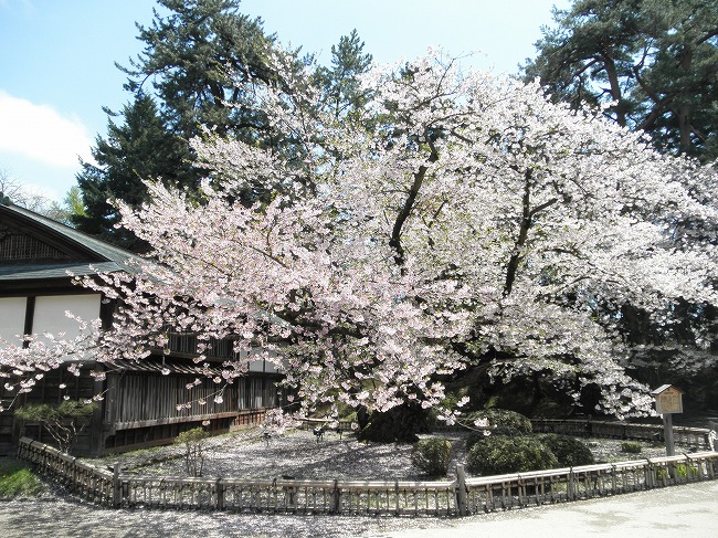日本最古のソメイヨシノ 日本最大幹周のソメイヨシノ 他 In 青森県弘前公園