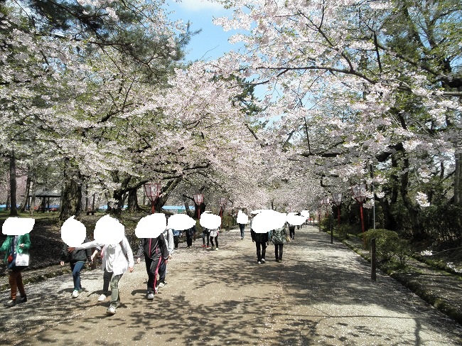 日本最古のソメイヨシノ 日本最大幹周のソメイヨシノ 他 In 青森県弘前公園