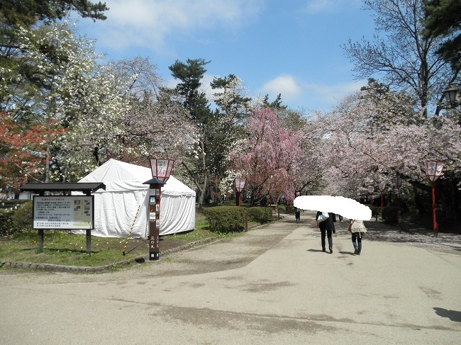 日本最古のソメイヨシノ 日本最大幹周のソメイヨシノ 他 In 青森県弘前公園