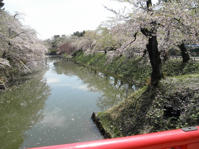 日本最古のソメイヨシノ 日本最大幹周のソメイヨシノ 他 In 青森県弘前公園