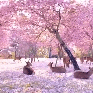 海外の反応 これはつまり天国か 奈良公園に桜と鹿が集合した姿に心が浄化されてしまう かいにちニュース 海外の反応 海外の反応 これはつまり天国か 奈良公園に桜と鹿が集合した姿に心が浄化されてしまう かいにちニュース 海外の反応