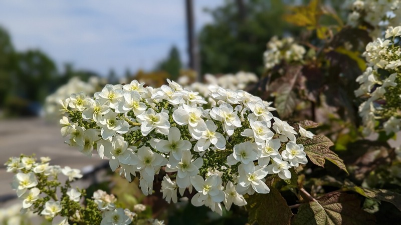 あけぼの山農業公園