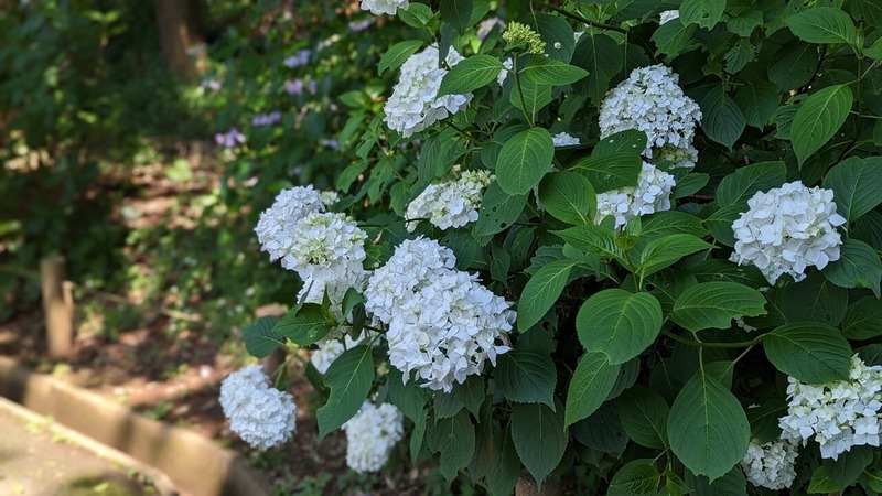 あけぼの山農業公園