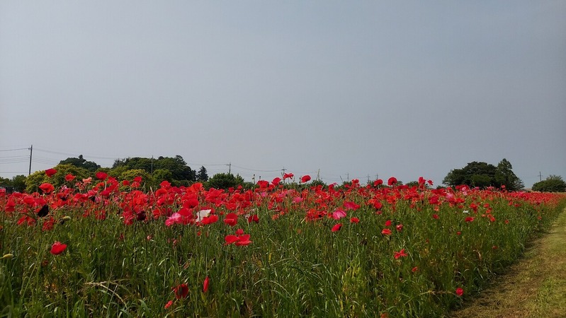 ���㡼�졼�ݥԡ�