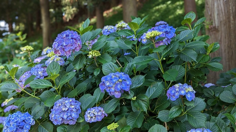 あけぼの山農業公園