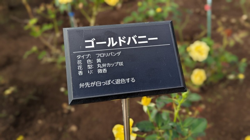 ����ո���