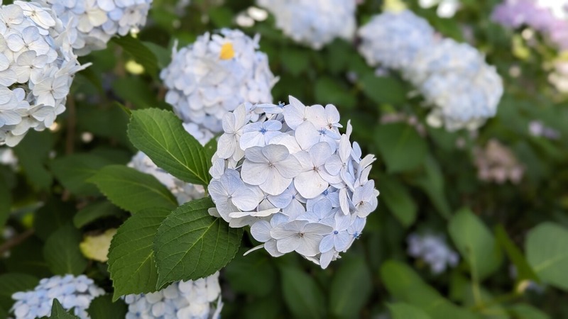 紫陽花