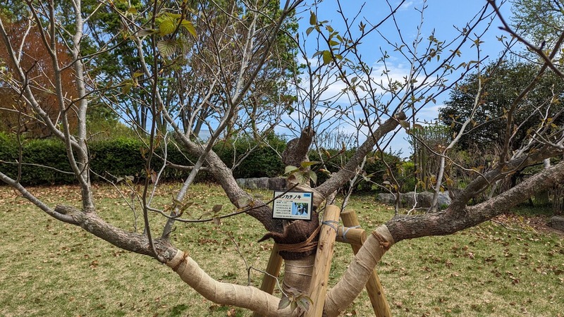 「千葉県立柏の葉公園」の公園センター前にあったハンカチノキが「四季の広場」に移植