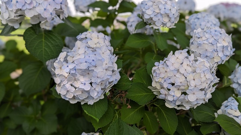 紫陽花