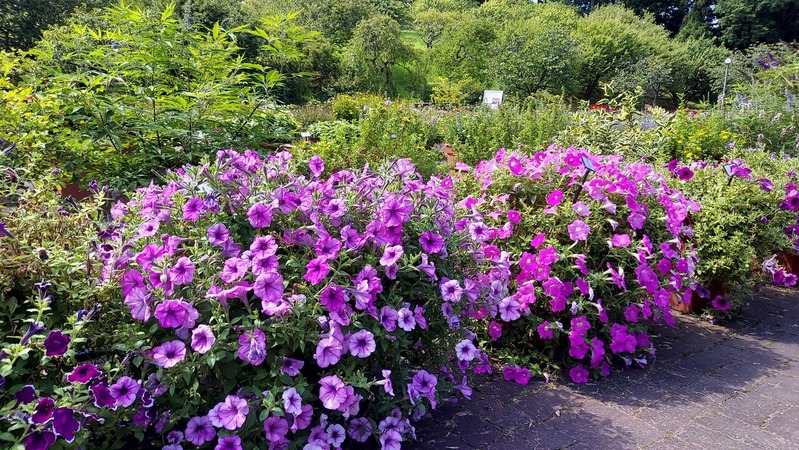 Trial Garden�ʥȥ饤���륬���ǥ��