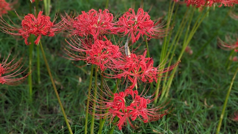 彼岸花