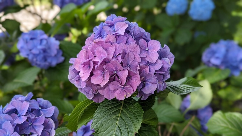 紫陽花