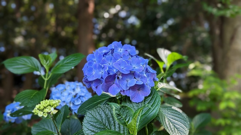 あけぼの山農業公園