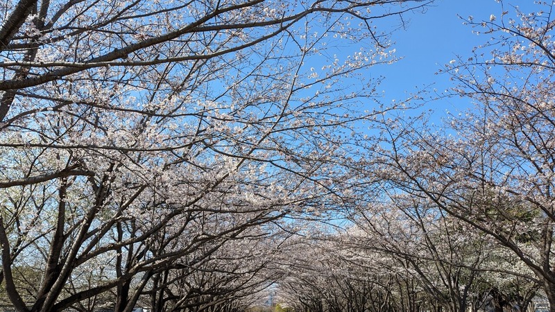 「柏の葉公園」の桜のトンネルと桜の広場を撮影してきた