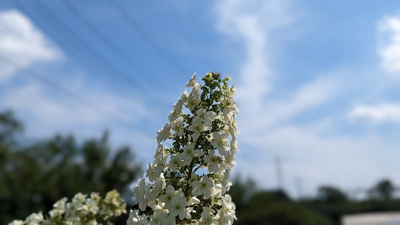 あけぼの山農業公園