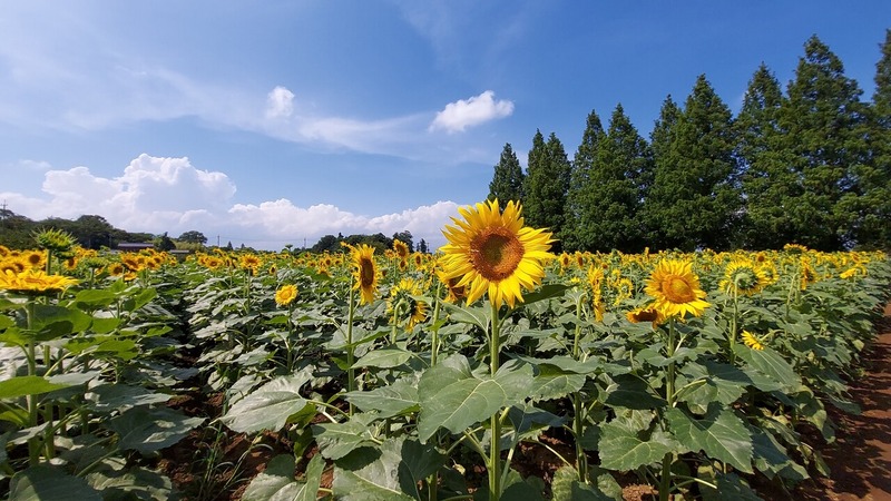 �Ҥޤ��Ȫ