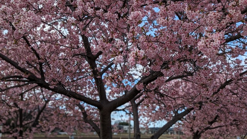 「手賀沼自然ふれあい緑道」でヒドリ橋付近で見頃になった「河津桜」を撮影してきた