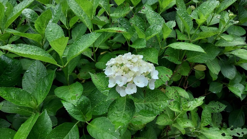 ����դ뤵�ȸ���
