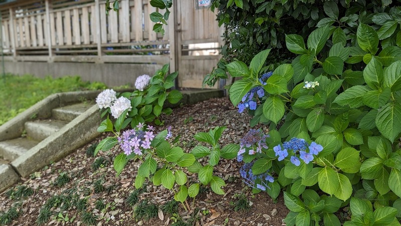 紫陽花
