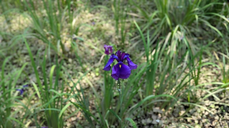 あけぼの山農業公園