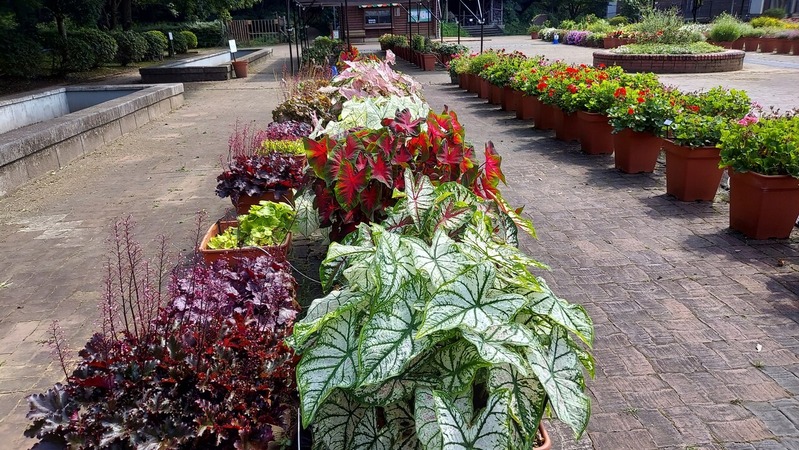 Trial Garden�ʥȥ饤���륬���ǥ��