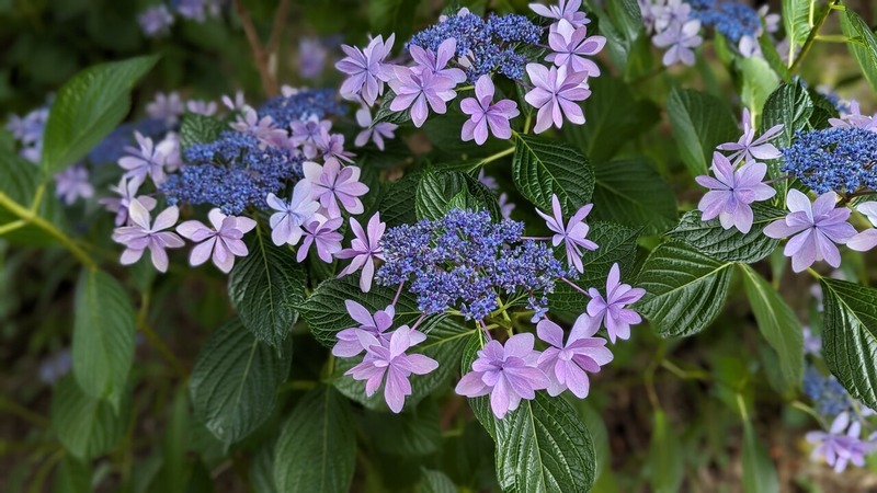 紫陽花