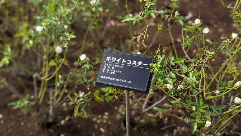 ����ո���