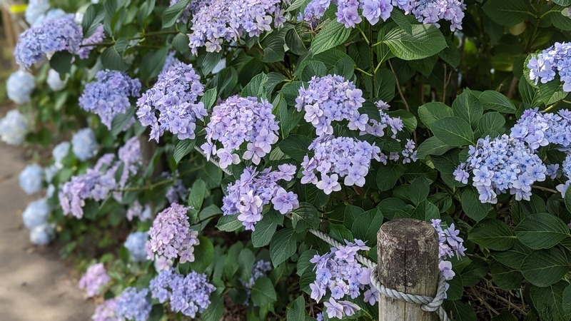 紫陽花