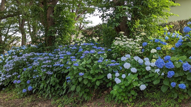 紫陽花