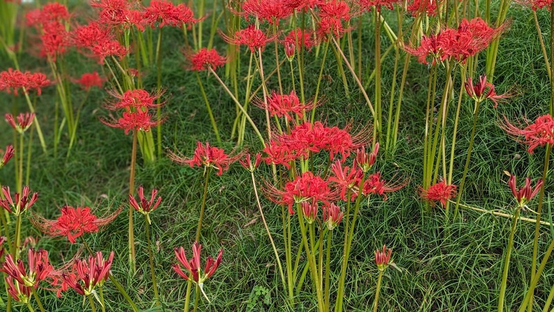 彼岸花