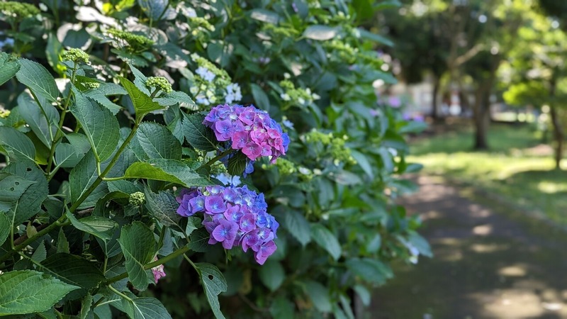 あけぼの山農業公園