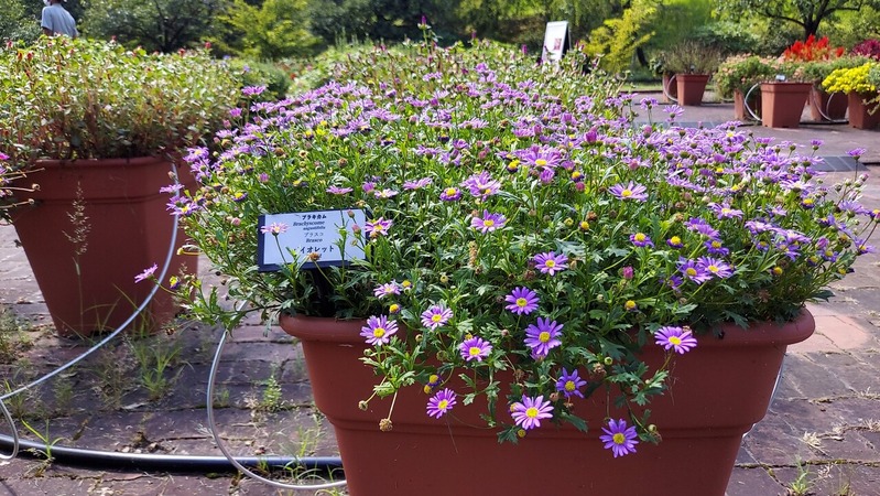 Trial Garden�ʥȥ饤���륬���ǥ��