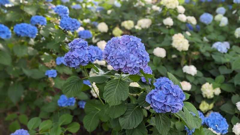 紫陽花