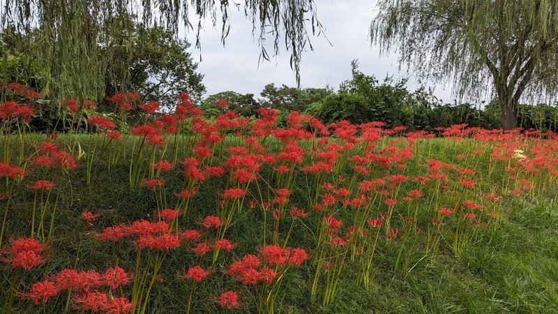 彼岸花