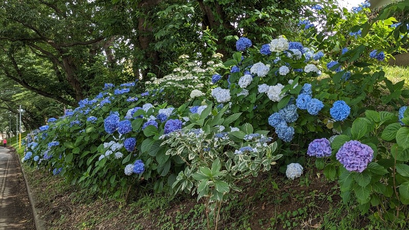 紫陽花