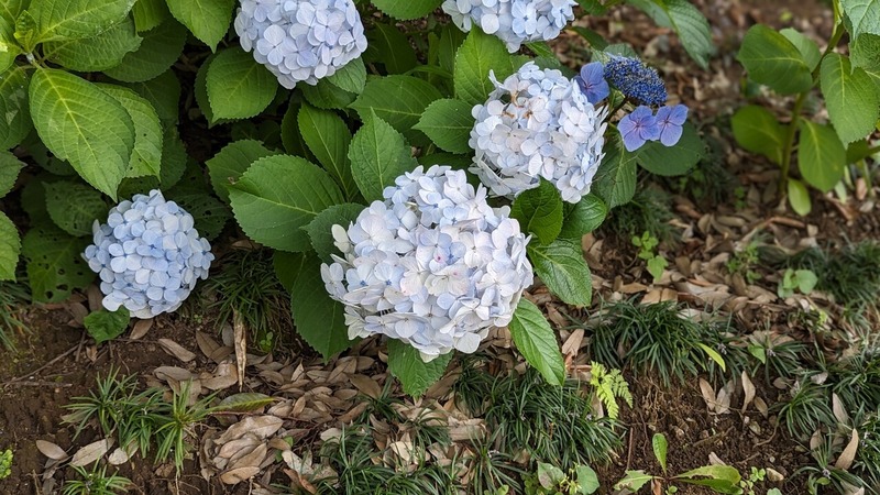 紫陽花