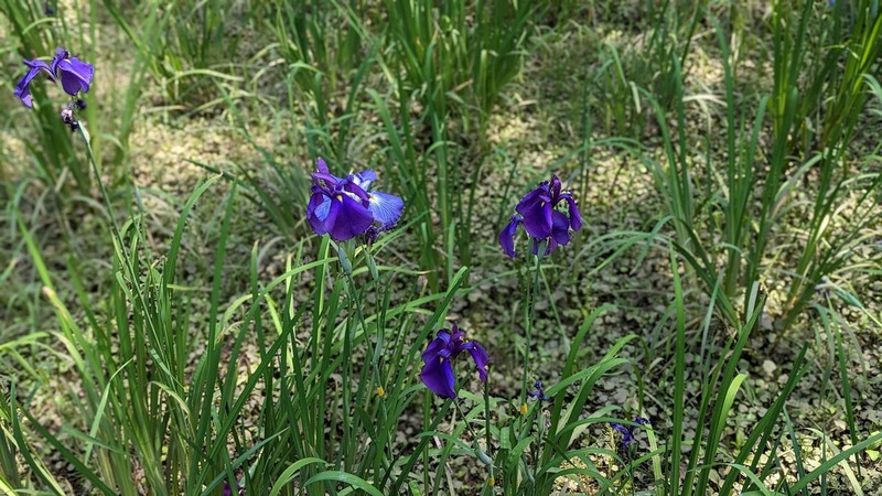 あけぼの山農業公園