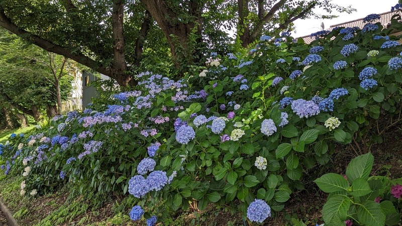 紫陽花