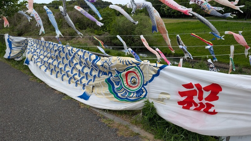 今年も大堀川の「大堀川水辺公園」で鯉のぼりが泳ぎ始めました