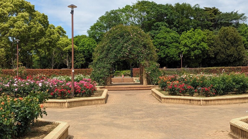 「柏の葉公園」「2024年 春季バラ園」は6月15日まで開園予定