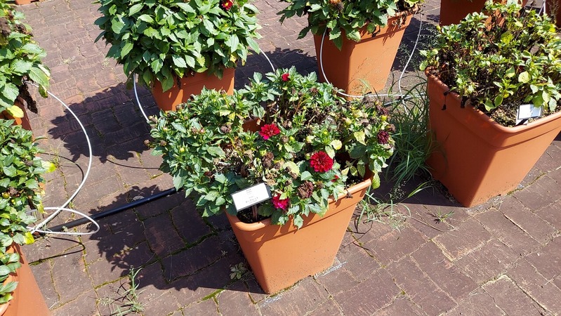 Trial Garden�ʥȥ饤���륬���ǥ��