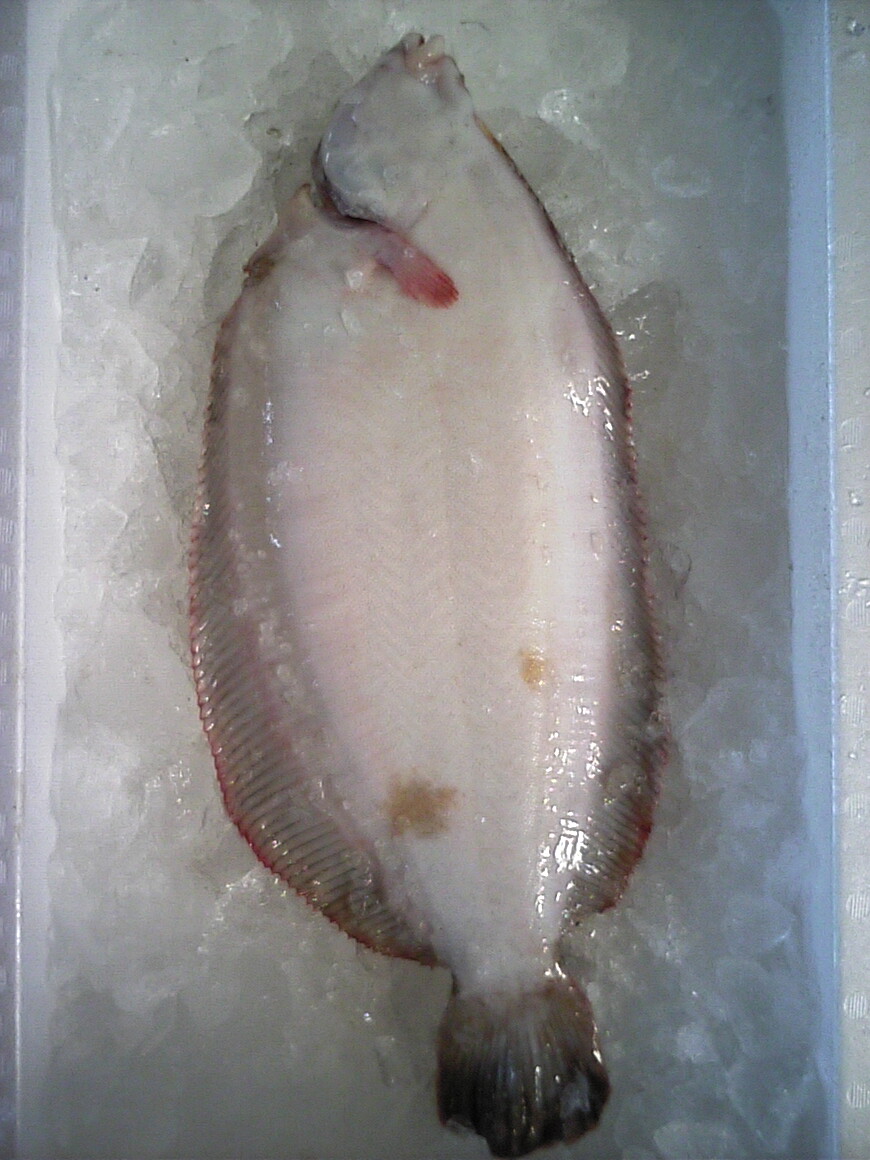 日本海の恵み ナメタガレイ 越後の海鮮問屋 日本海の恵み ナメタガレイ 越後の海鮮問屋