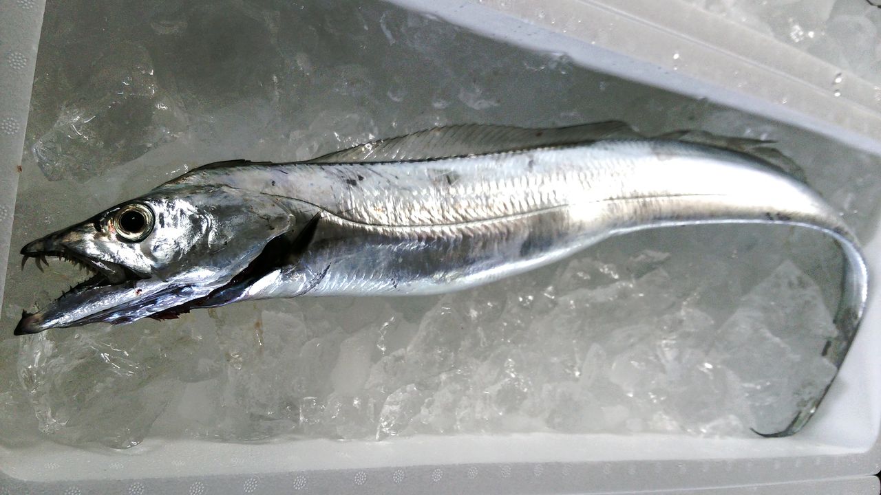 糸魚川の夏といえば太刀魚 越後の海鮮問屋 糸魚川の夏といえば太刀魚 越後の海鮮問屋