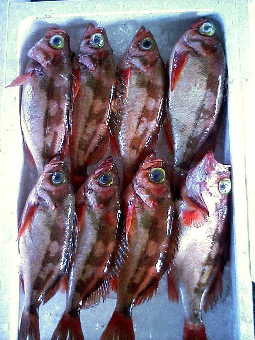 日本海の恵み セイカイ 越後の海鮮問屋