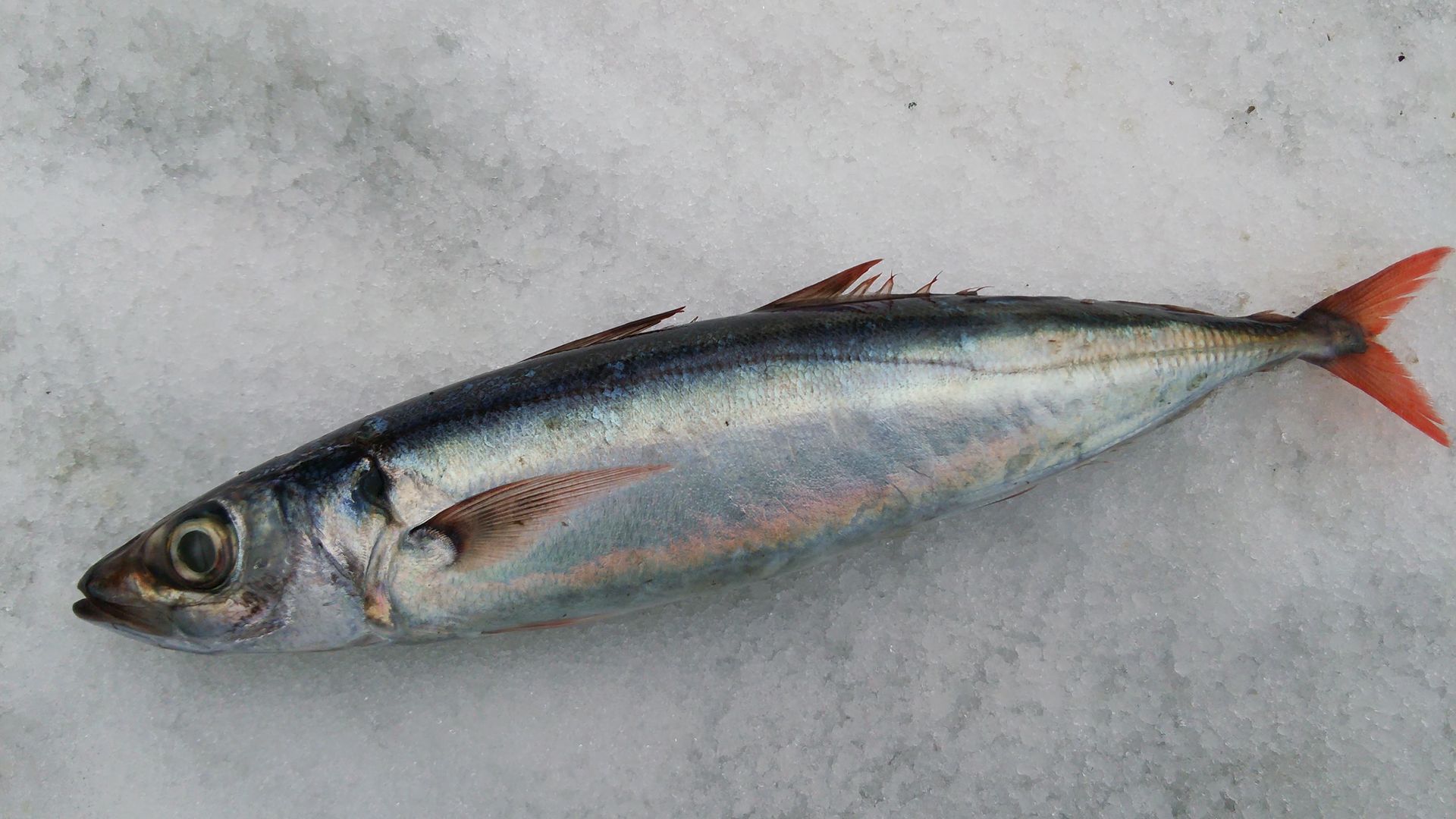 日本海の恵み オアカムロ 越後の海鮮問屋